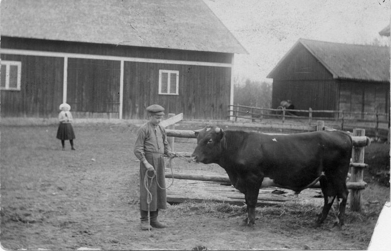 Jan Fridegrd (Fride Johansson) med tjuren Hero p Katrinedal. 